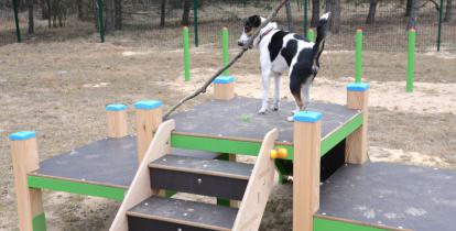 Średniej wielkości pies, z dużym kijem w zębach stoi na podeście platformy zabawowej dla zwierząt. W tle widać ogrodzenie oraz wysokie drzewa. 