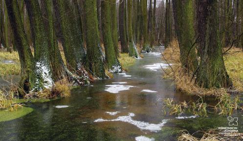 Krajobraz przyrody – w głównej części zdjęcia zbiornik wodny wokół, którego rosną wysokie drzewa. Gdzieniegdzie widać resztki topniejącego śniegu. 