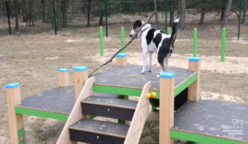  Średniej wielkości pies, z dużym kijem w zębach stoi na podeście platformy zabawowej dla zwierząt. W tle widać ogrodzenie oraz wysokie drzewa. 
