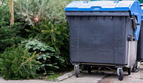 Przestrzeń miejska. Przy pojemniku na odpady komunalne leżą naturalne, cięte choinki.