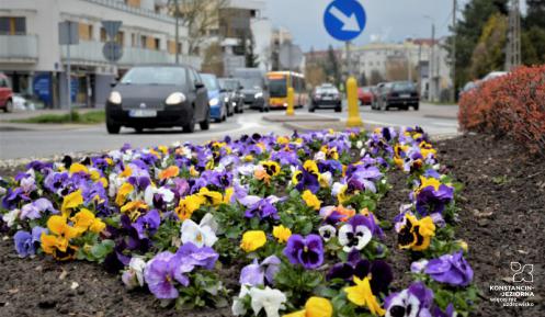 Bratki wysadzone na rądzie, w oddali samochody