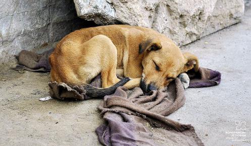 Śpiący bezdomny pies