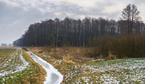 Przestrzeń leśna, na pierwszym planie łąki, w oddali las.