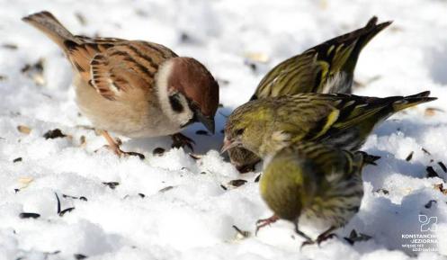 Trzy małe ptaszki stoją na śniegui jedzą nasion.