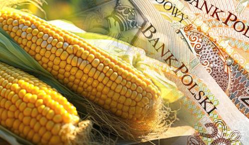 Fotomontaż – zdjęcie pola kukurydzy, na którym leżą duże 200 zł banknoty.