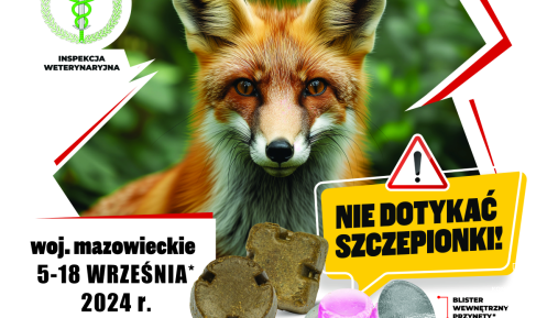Lis. Dorosły osobnik. Siedzi obok gałęzi drzewa. 