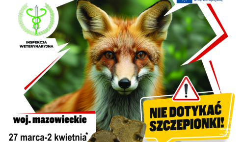 Lis. Dorosły osobnik. Siedzi obok gałęzi drzewa. 