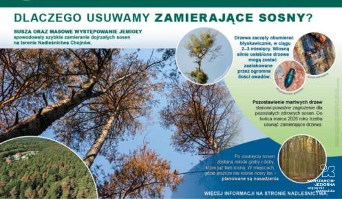 plakat dotyczący zamierających sosen