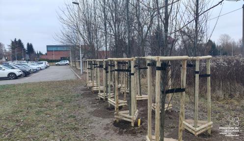 zasadzone młode drzewa