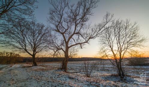 Zdjęcie przedstawiające 3 drzewa o zachodzie słońca na zaśnieżonych mokradłach..