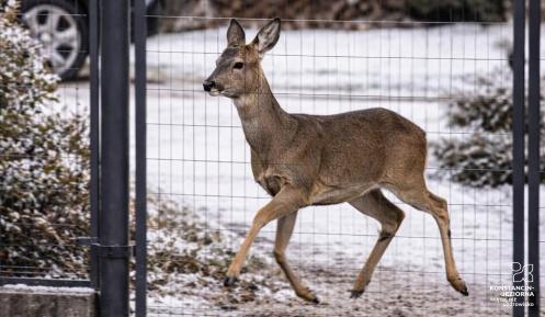 Sarna za ogrodzeniem 