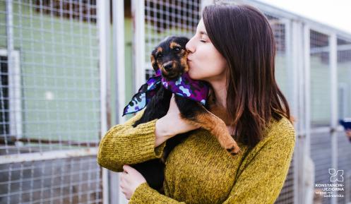 Pies na rękach kobiety