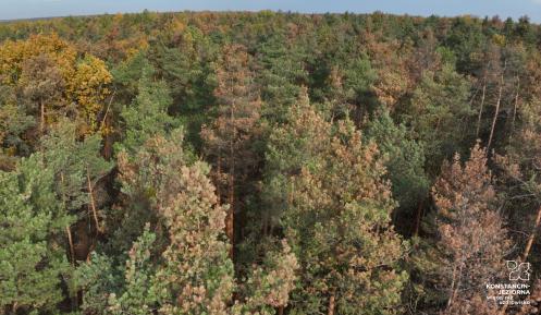 Zdjęcie przedstawia gęsty las z perspektywy lotu ptaka. Drzewa iglaste mają igły w różnych odcieniach zieleni, brązu i żółci. Na horyzoncie widać pas lasu i niebo z rzadkimi chmurami.