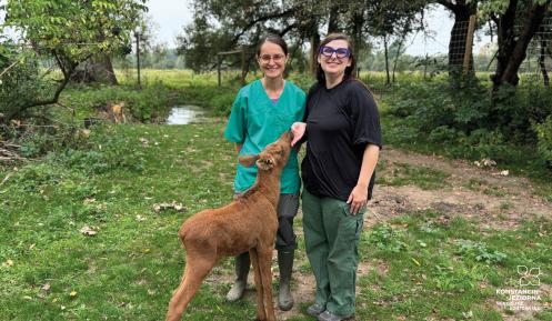 Dwie uśmiechnięte kobiety, wolontariuszki Fundacji „Kopytka z nadzieją”, stoją na trawiastym wybiegu obok młodego łosia o rudawej sierści. Jedna z kobiet, ubrana w zielony fartuch medyczny, czule gładzi zwierzę, które ufnie wyciąga w jej stronę pysk. W tle widać zielone drzewa, krzewy oraz fragmenty ogrodzenia azylu.
