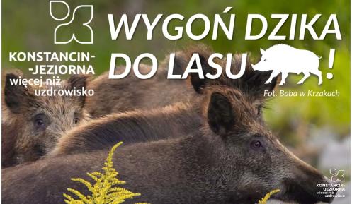Plakat kampanii „Wygoń dzika do lasu” przedstawiający dziki ukryte wśród nawłoci oraz informację, że regularne koszenie nieużytków porośniętych tą rośliną pomaga ograniczyć jej rozprzestrzenianie się i zmniejsza ryzyko pojawiania się dzików w pobliżu zabudowań.