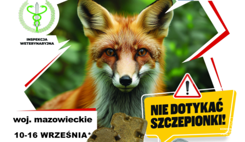   plakat przedstawiający dorosłego lisa, informujący o szczepieniach 
