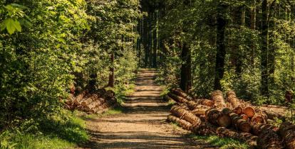 Droga przez las, po obydwu stronach drogi widoczne ścięte pnie drzew