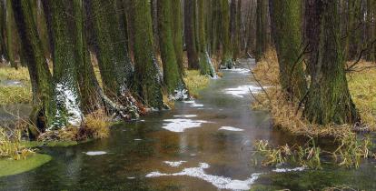 Krajobraz przyrody – w głównej części zdjęcia zbiornik wodny wokół, którego rosną wysokie drzewa. Gdzieniegdzie widać resztki topniejącego śniegu. 