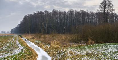 Przestrzeń leśna, na pierwszym planie łąki, w oddali las.