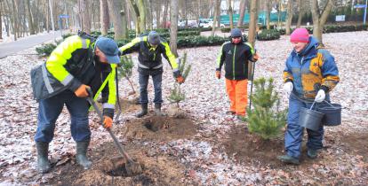 4 osoby, pracownicy firmy ogrodniczej sadzą drzewa