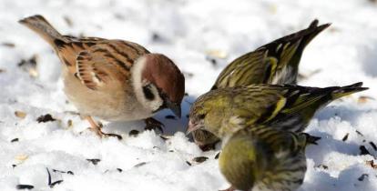 Trzy małe ptaszki stoją na śniegui jedzą nasion.