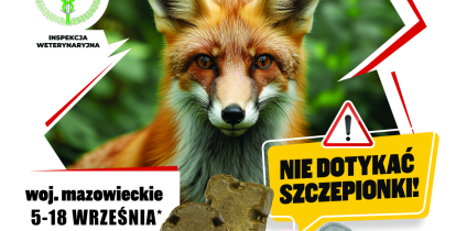 Lis. Dorosły osobnik. Siedzi obok gałęzi drzewa. 