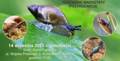 Plakat W pogoni za ślimakami, w tle ślimak na liściu.