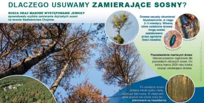 plakat dotyczący zamierających sosen