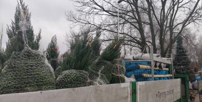 sadzonki drzew na naczepie samochodu