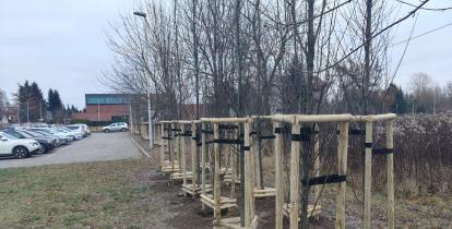 zasadzone młode drzewa