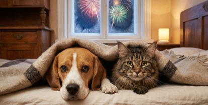 Fajerwerki, pies i kot