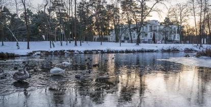 Zimowy widok stawu w Parku Zdrojowym z pływającymi łabędziami i kaczkami, otoczonego ośnieżonymi drzewami i zabudowaniami uzdrowiskowymi w tle.