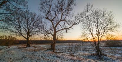 Zdjęcie przedstawiające 3 drzewa o zachodzie słońca na zaśnieżonych mokradłach..