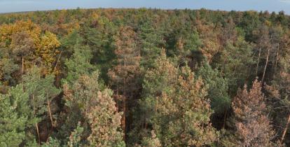 Zdjęcie przedstawia gęsty las z perspektywy lotu ptaka. Drzewa iglaste mają igły w różnych odcieniach zieleni, brązu i żółci. Na horyzoncie widać pas lasu i niebo z rzadkimi chmurami.