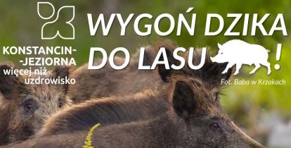 Plakat kampanii „Wygoń dzika do lasu” przedstawiający dziki ukryte wśród nawłoci oraz informację, że regularne koszenie nieużytków porośniętych tą rośliną pomaga ograniczyć jej rozprzestrzenianie się i zmniejsza ryzyko pojawiania się dzików w pobliżu zabudowań.