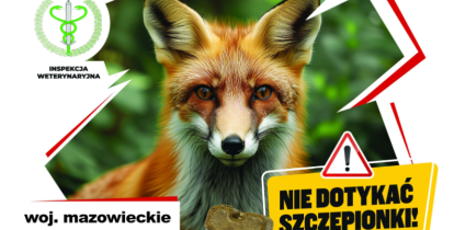   plakat przedstawiający dorosłego lisa, informujący o szczepieniach 