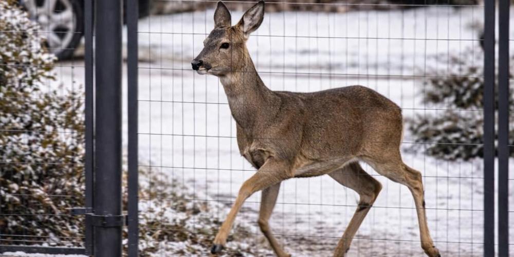 Sarna za ogrodzeniem 