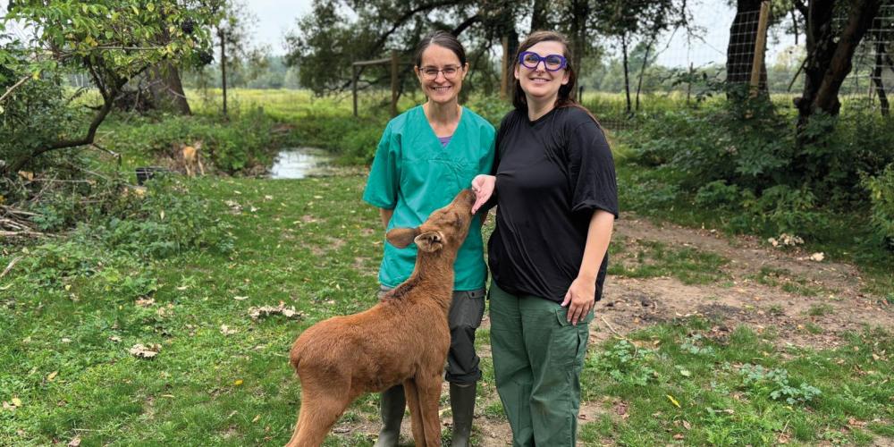 Dwie uśmiechnięte kobiety, wolontariuszki Fundacji „Kopytka z nadzieją”, stoją na trawiastym wybiegu obok młodego łosia o rudawej sierści. Jedna z kobiet, ubrana w zielony fartuch medyczny, czule gładzi zwierzę, które ufnie wyciąga w jej stronę pysk. W tle widać zielone drzewa, krzewy oraz fragmenty ogrodzenia azylu.