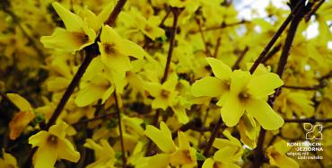 Żółte, rozkwitnięte kwiaty forsycji.