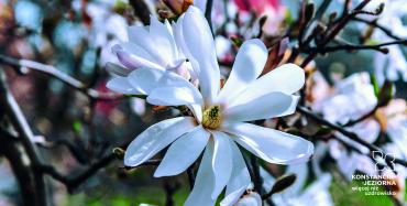 Duży, biały kwiat magnoli.