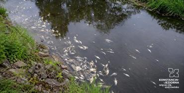 Śnięte ryby