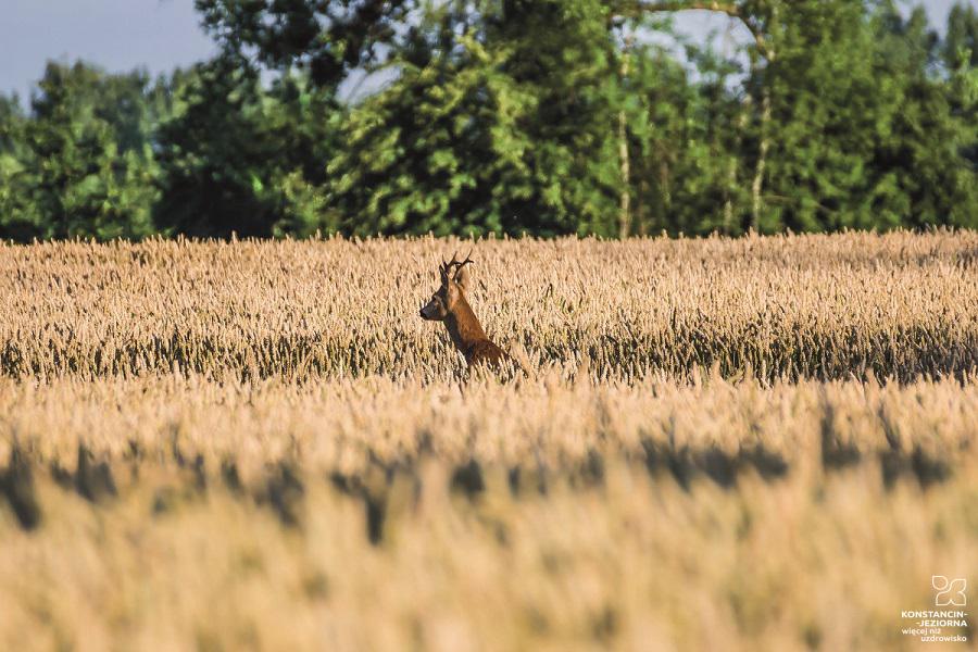A field of grain with a whistling deer head 