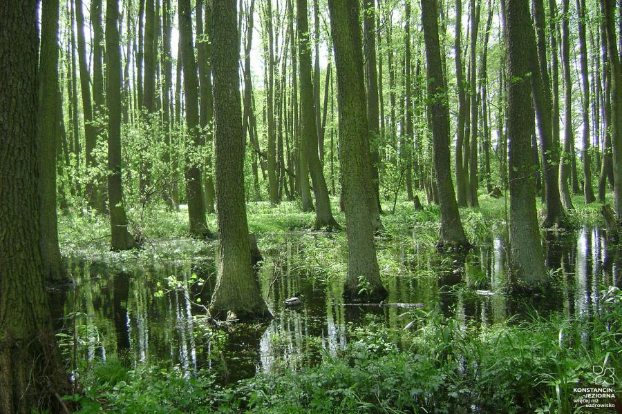 Trees standing in marshy water 