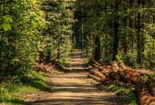 Droga przez las, po obydwu stronach drogi widoczne ścięte pnie drzew