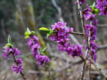 Krzak rosnący w lesie. Ma dużo małych fioletowych kwiatów na gałązkach. W tle widać krzewy i drzewa. Zdjęcie zrobione w wiosenny dzień. 