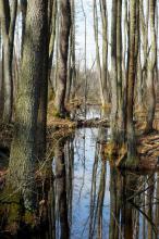 Krajobraz przyrody – rozlewisko wody,  w której rosną wysokie drzewa ( podmokły las). 