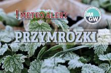 Na górze czerwony napis meteo alert poprzedzony wykrzyknikiem. Obok niego logo Instytutu Meteorologii i Gospodarki Wodnej - niebieski okrąg z białymi literami IMGW, poniżej błękitny napis burze. W tle fragment oszronionych liści.