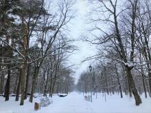 Park: drzewa bez liści i śnieg. Pochmurne niebo.