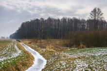 Przestrzeń leśna, na pierwszym planie łąki, w oddali las.