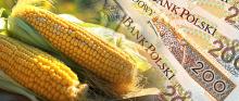Fotomontaż – zdjęcie pola kukurydzy, na którym leżą duże 200 zł banknoty.